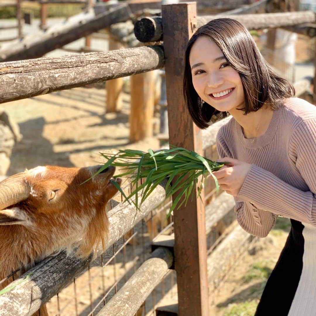 緑川静香さんのインスタグラム写真 - (緑川静香Instagram)「群馬サファリパークでNACK5の生中継でした♪﻿ たくさんの動物達と戯れて来ましたよ🥰﻿ ﻿ そして、放送でも着ていたこのワンピースの質問も多かったのでお答えします👗❤️﻿ ﻿ 【ROYAL PARTY】﻿ ﻿ です☺️﻿ ﻿ こちらも好きなテイストが多くよく行きます✨﻿ ﻿ ﻿ #群馬サファリパーク #餌やり #ヤギ #シカ #ライオン #フクロウ  #可愛すぎる #草食べてた人が草をあげる #分かちあえる笑 #ヤギにベロベロなめられるなんとも言えない気持ち #ライオンの迫力に興奮し #フクロウのクリクリなお目目にキュン #しかしポートレート機能はやっぱすごい #fashion #outfit #clothes #royalparty #animals #nack5」3月19日 21時01分 - midorikawa_shizuka