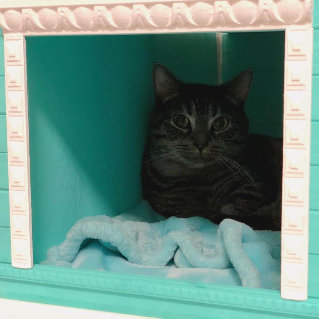 辻本祐樹さんのインスタグラム写真 - (辻本祐樹Instagram)「ナイトも気に入ってくれました♪  作ってよかった☆  #cat #猫　#キャットハウス　#猫の家」3月19日 21時12分 - tsujimotoyuuki