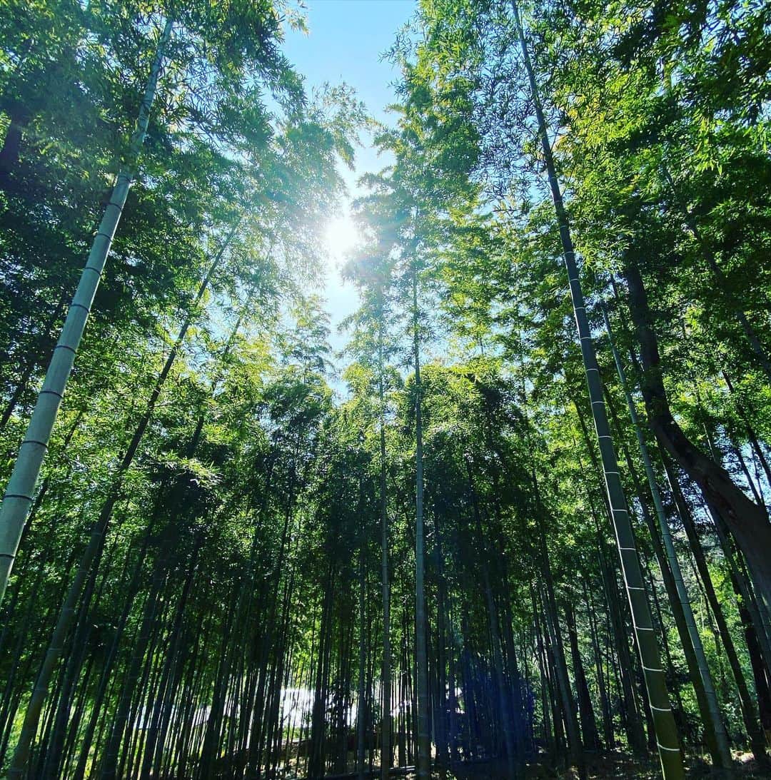 松村太郎のインスタグラム：「#Bamboo #竹林 #春先散歩」