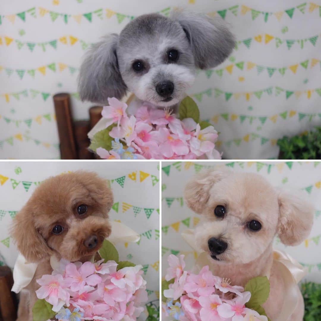 佐伯三貴のインスタグラム：「トリミング行ってきたよ🥰❤️❤️❤️」