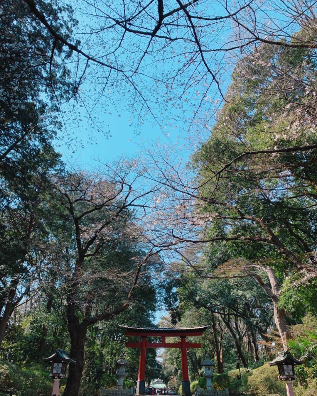 沢口千恵のインスタグラム：「今日は菊理媛のお社へ。  お社の後ろは雑木林。  雑木林を眺めて 屈んで落ち葉を見つめていると  小さい頃を想い出すような 懐かしいような アリエッティになったような  そんな、気分に。  そして私は  神社を巡りながら ちょっとずつ暴かれて行く そんな、感じ。」