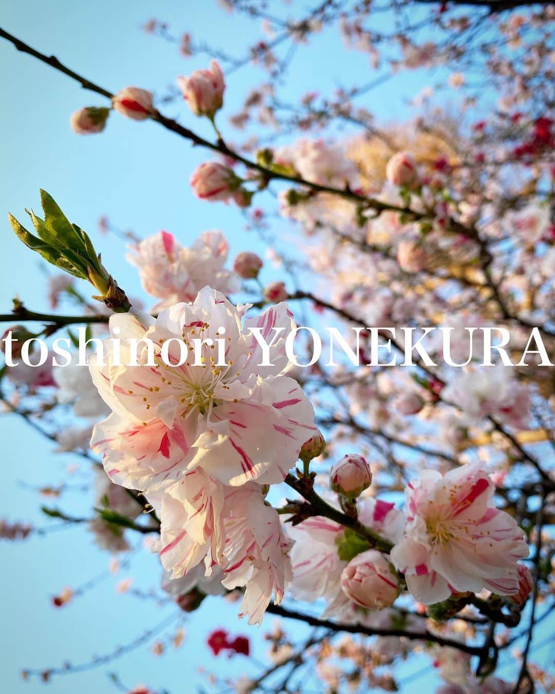米倉利紀さんのインスタグラム写真 - (米倉利紀Instagram)「flower of this week🌸 #男花 #花のある生活 #桜 #cherryblossom」3月19日 21時51分 - toshi_yonekura