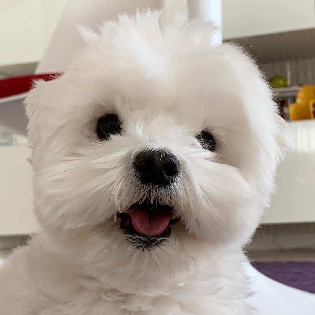 セロリのインスタグラム：「【どんちゃん】 僕、気づいちゃいました。 いくらのことをほぼ「いくら」って呼んでないことを。 これってダメですよねぇ。 ちゃんと「いくら」って呼ぶようにしないと（汗） いくら、ごめんね。 #maltese #マルチーズ」