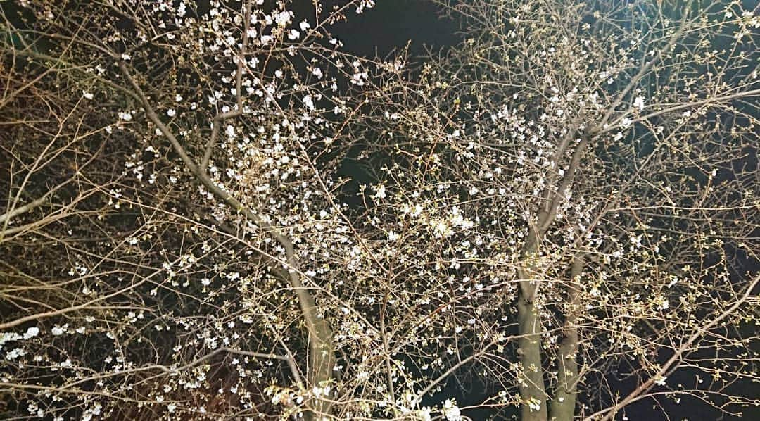 桜花さんのインスタグラム写真 - (桜花Instagram)「春みっけ(^^)🌸 季節が変わりますね🍀  #春  #春見っけ」3月19日 22時08分 - mountainohka