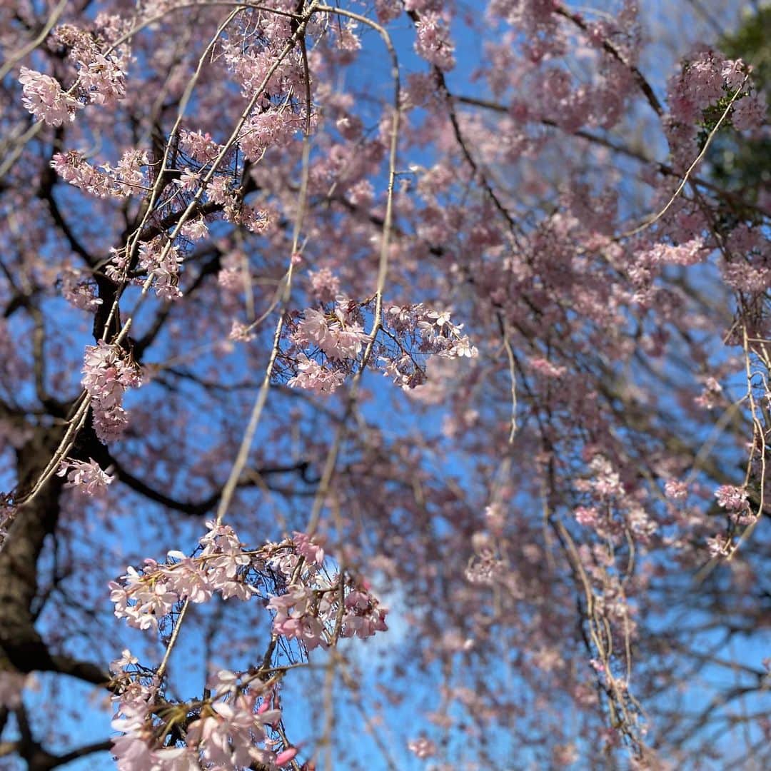 美夢ひまりさんのインスタグラム写真 - (美夢ひまりInstagram)「#しだれ桜  昨日今日ととても暖かく、 桜もいっきに咲く感じかなー？？」3月19日 22時10分 - himari_miyume