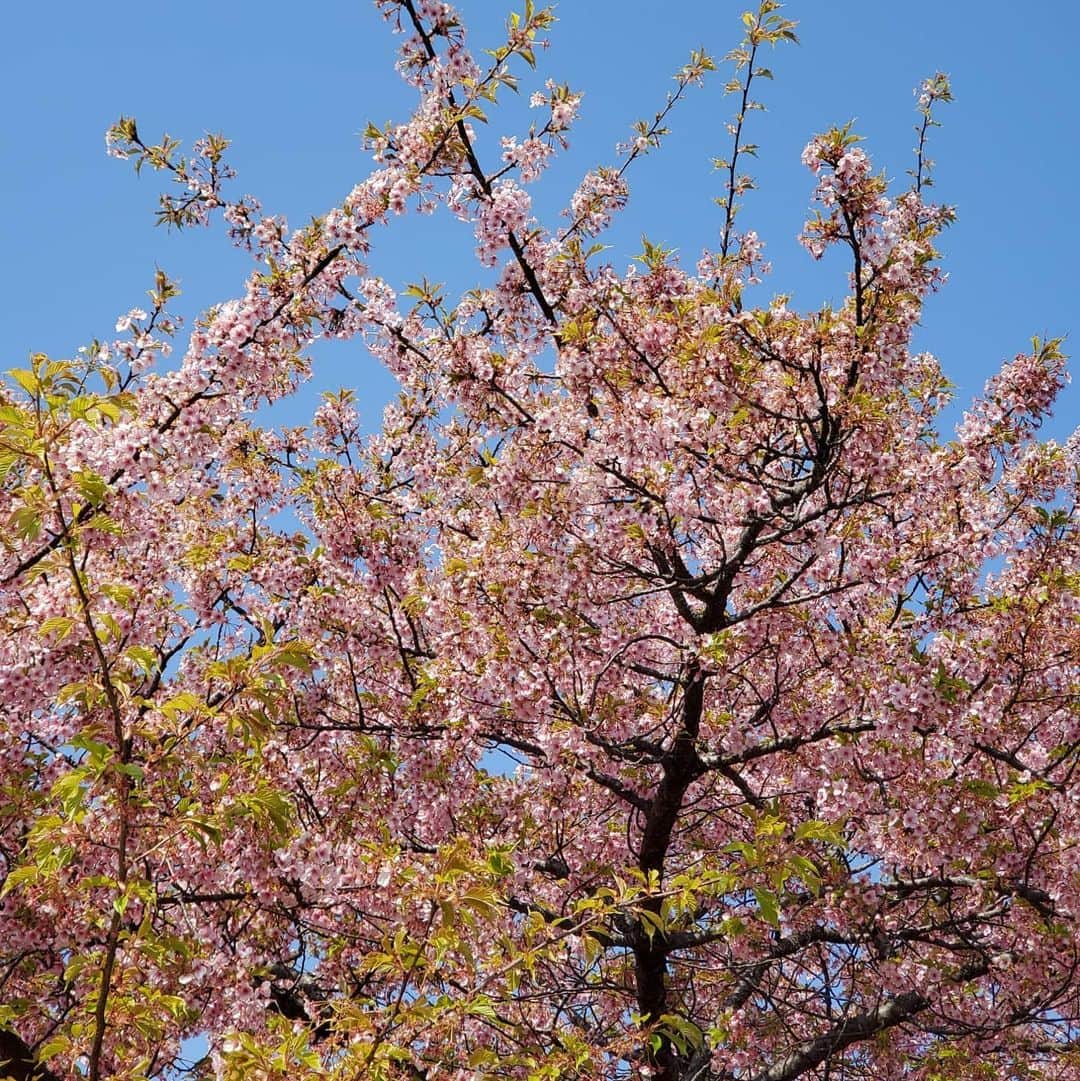 ピーターさんのインスタグラム写真 - (ピーターInstagram)「京都から朝イチ出発して、 三重県「ナガシマCC」 名古屋の友人、コバケンや、池田さん竹内さんとゴルフ⛳‼️ 河津桜は散りかけで、 木蓮が綺麗でした‼️ スコアは、ウフフ🎵  そして、自宅まで帰って来ました。 京都から計520km以上のロングドライブでした(笑)  #ピーター #池畑慎之介 #ロングドライブ #ロングバケーション #ゴルフ #ナガシマCC」3月19日 22時14分 - oziba1952