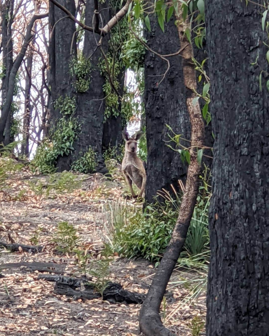 アラン・ディクソンさんのインスタグラム写真 - (アラン・ディクソンInstagram)「🔥Rising from the ashes! Some good news: Swipe 👉🌿🦘 Kangaroos are back and nature is growing! ⁣ ⁣ Today we walked around the fire grounds in the Adelaide Hills. It's so beautiful see nature blossoming from the fires that destroyed this area a month and a half ago. But such an eerie feeling to be walking through a burnt landscape that feels dead on the inside. ⁣ I've never seen stems and leaves growing from the base and along the whole trunk of the tree. It's sprouting brand new branches to revive.⁣ ⁣ Nature, you're back in charge. Do your thing 👌✨⁣ ⁣ Thanks to @banjoroam for the help touring around. ⁣ #bushfireaustralia #australianbushfires #australiabushfire #austrlianbushfire #bushfire #bushfireseason #nswfires #nswbushfires #sydney #perth #melbourne #goldcoast #animalrescue #kangaroos #koala #batemansbay  #wallabees #brisbane #darwin #australiafires #victoria #melbourne #adelaide #australia #queensland #climatechange #nature #bushfiresa⁣ #regrowth⁣ ⁣」3月19日 22時16分 - daxon