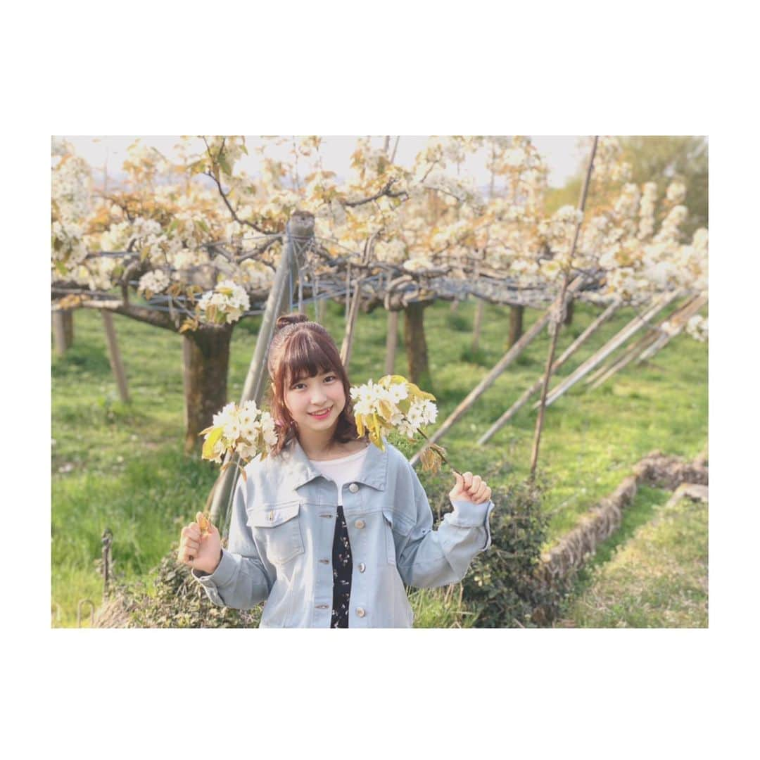 橋本陽菜さんのインスタグラム写真 - (橋本陽菜Instagram)「🌷 * 富山県では4月中旬から4月終わりにかけて 白い梨の花が綺麗に見えます☺️ 今年は暖冬だったから少しはやいかなぁー？ ＧＷになるともう見れなくなっちゃうかもなので注意です！！ その頃に富山でイベントがあるといいけど…。。。 * #pyonstagram  #AKB48 #チーム8 #チームK #富山 #はるpyon #橋本陽菜 #橋本陽菜を広める」3月19日 22時17分 - 48pyonz_toyama