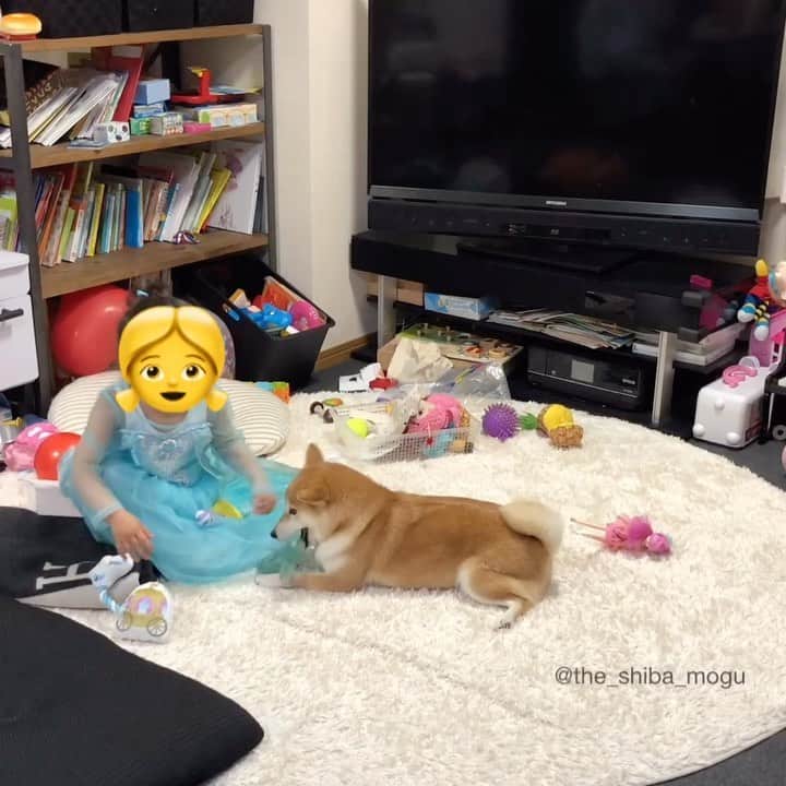 Moguのインスタグラム：「. 前回の続きなの。 #いやもぐがシンデレラでしょ 👧I'm Cinderella! This is mine! This is mine! . @the_shiba_mogu  #柴犬 #shibainu #shiba#赤柴 #redshiba#犬 #dog#しばいぬ#nannydog#犬と子供#子供と犬#柴犬と子供#柴#赤ちゃんと犬#犬と赤ちゃん#柴犬と赤ちゃん#赤ちゃんと柴犬#柴犬のいる暮らし#子守犬#pecobox @pecobox_official」