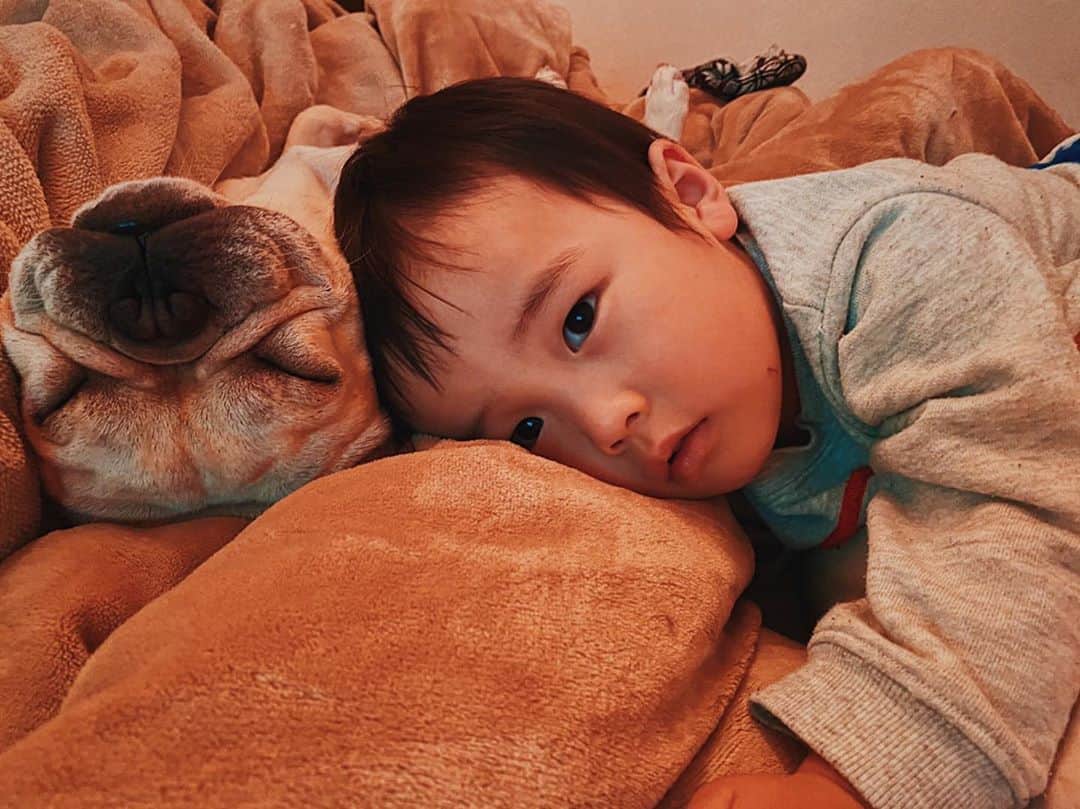 のインスタグラム：「おやすみなさい🌙 #sweetdreams #frenchbulldog #dogsofinstagram #dogstagram #bestfriends #son #instagood」