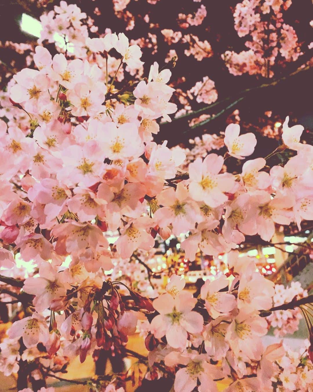 み～このインスタグラム：「桜咲いとった@w@ノ」