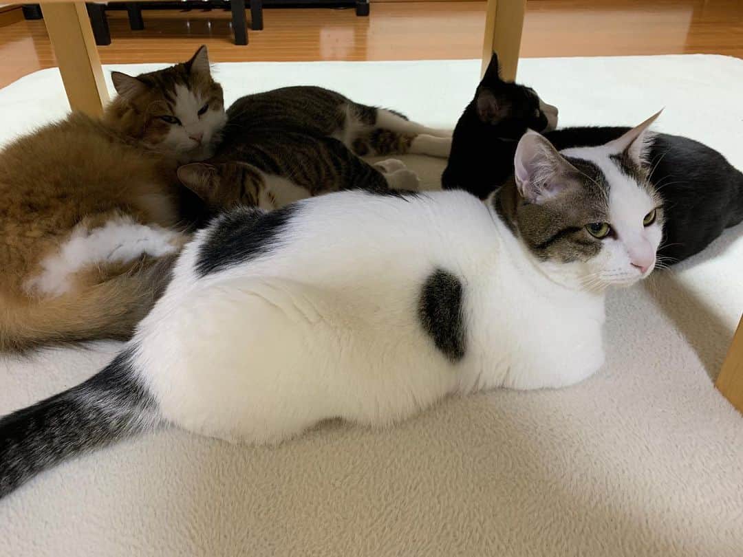 ひのき猫さんのインスタグラム写真 - (ひのき猫Instagram)「それぞれの寝床で😴 #ひのき猫 #寝床 #cat」3月19日 23時31分 - hinoki.cute.kitten