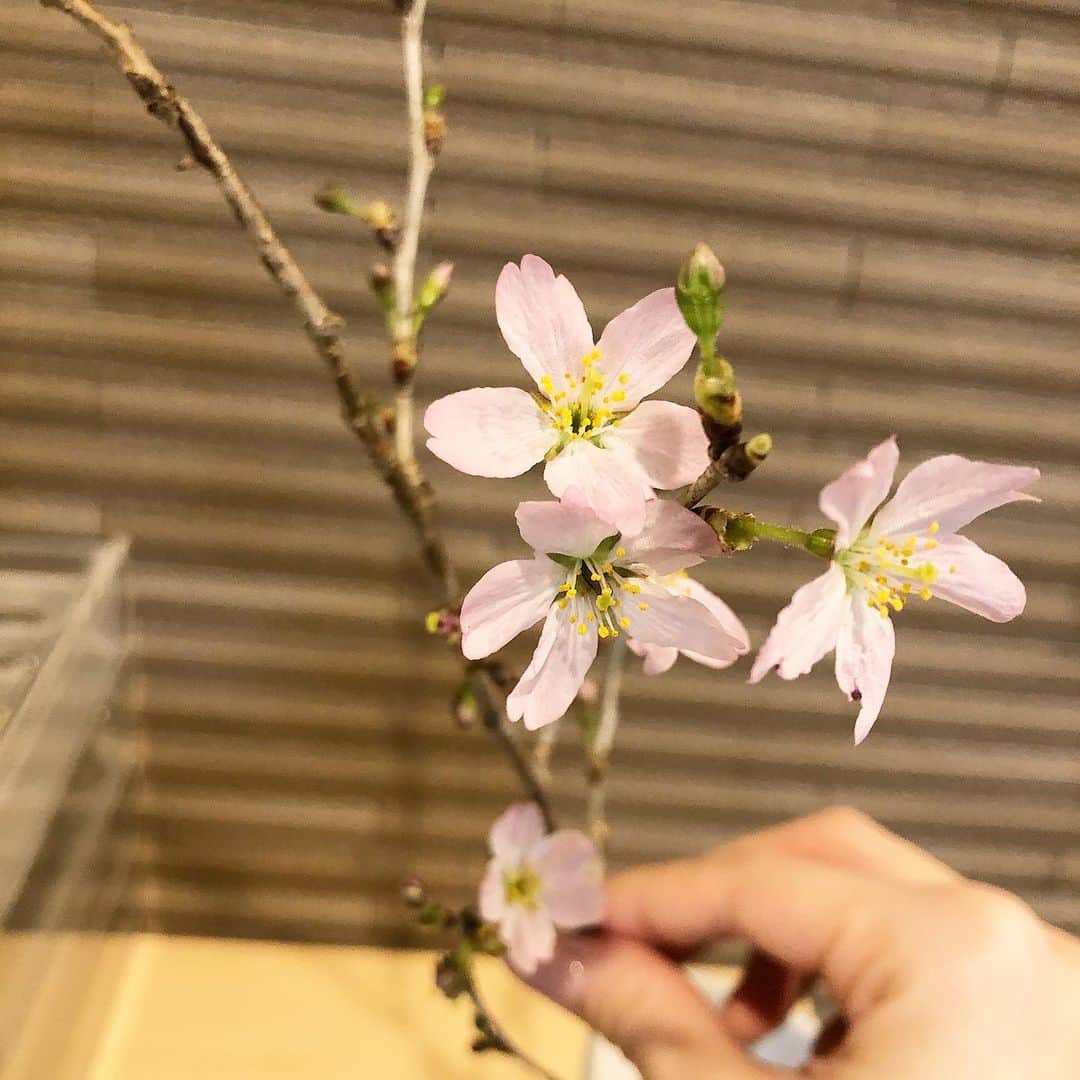 真瀬はるかさんのインスタグラム写真 - (真瀬はるかInstagram)「【桜🌸始めました】 . . 先日稽古中に、リヒテンシュタイン役でお馴染みのそんさん(#秋園美緒 さん)とお喋りしていた時、そんさんがお家で桜の切り枝を飾っていらっしゃって、毎朝起きる度に「今日はどの位咲いたかな☺︎？」って楽しみで起きるんだってお話しされていて . . 真瀬も昨日からまんまとお迎えしてしまいました🌸 . . この1日だけでも桜咲き始めてて、可愛いのなんの！！！ . . ジュラ役の#山田元 くんは俳優でもあるけど、フローリストな一面も持っているので、お花のお手入れ法について色々教えてもらえるので有難い🙏✨ . . 真瀬の家は不思議とお花が長持ちするので(以前1ヶ月とか咲き続けてたお花あったり！)、今家の至る所でお花咲いてます💐ふふふふ . . それにしても、今生徒たちは宝塚受験始まってて、先生的には少しソワソワしますが、結果がどうであれ皆が自分で自分の成長を認め、やり切ったという達成感の桜が咲く様に、心からエールを送りたいなと思います。 . . 春、ですな。 . . #桜 #桜始めました #お花 #大好き #お花のある暮らし  #エリザベート2020 #宝塚受験 #春 #真瀬はるか」3月19日 23時34分 - harukamanase_official