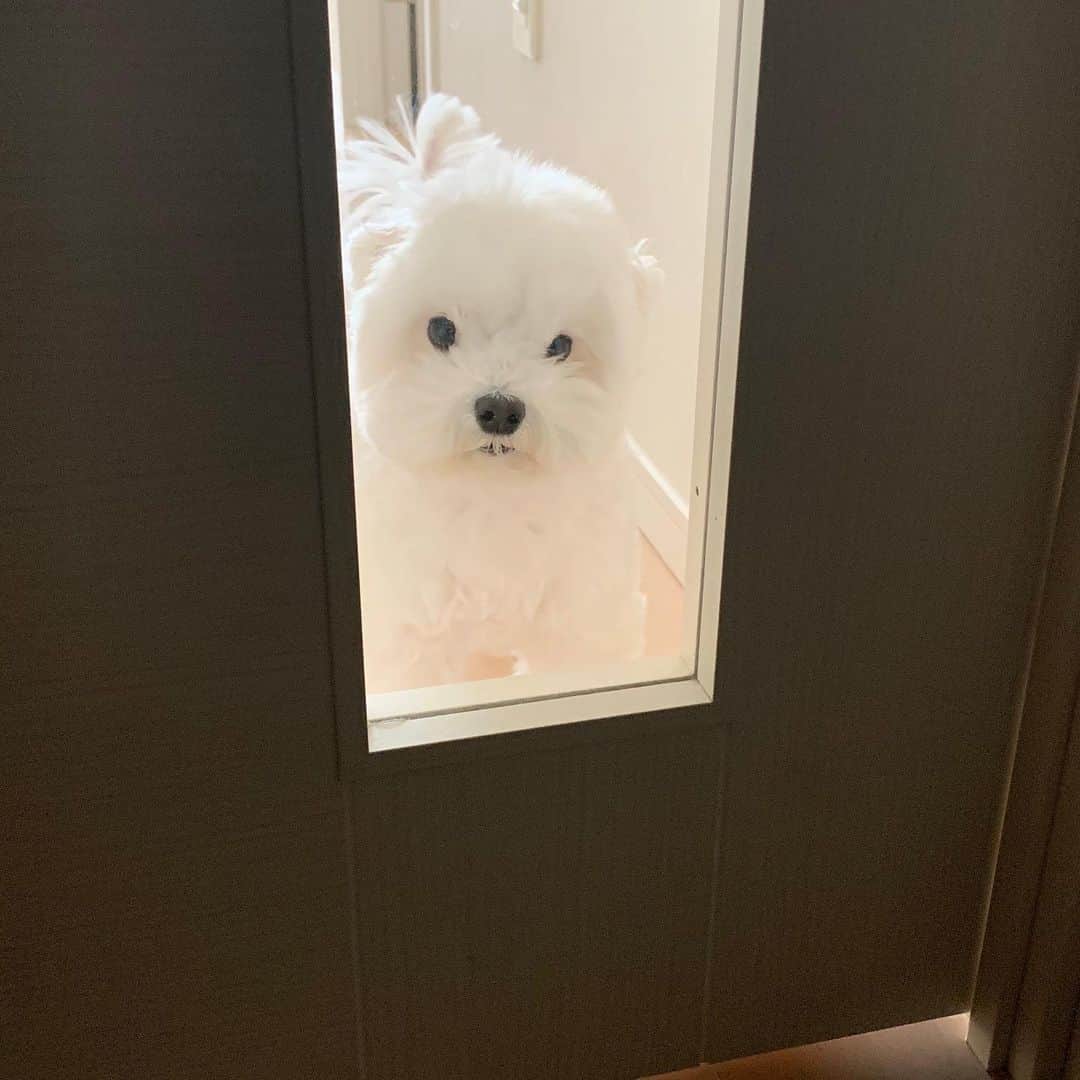 セロリさんのインスタグラム写真 - (セロリInstagram)「【笑顔の幸せを噛みしめて】 ※タイトル・内容共に、本日のブログと同内容です。 25年前の今日「地下鉄サリン事件」が発生しました。 無差別に何の罪もない人々をある日突然襲った許されないテロです。 13人がお亡くなりになり、6000人以上の方が重軽傷を負いました。 後遺症と闘われている方は、今もなおたくさんおられます。 今月10日、事件以来寝たきりだった浅川幸子さんがお亡くなりになりました。 サリン中毒による低酸素脳症の為です。 浅川さんはその日、勤務先の新入社員研修の為に普段利用しない「地下鉄丸ノ内線」に乗り、被害に遭われたそうです。 浅川さんは視力を失い、手足も麻痺し、すべての「自由」を失いました。 25年、頑張ったんです。 お兄様のご家族と同居されていたそうです。 お兄様のご家族にとっても長い闘いだったと思います。 あの日・・・。 ただ電車に乗っていただけで。 ただ勤務先に向かっていただけで。 どれだけの人の人生を狂わせたのか。。。 おかしくないですか？ お兄様が会見されていました。 「加害者は『衣食住』には困らないのに、被害者には何もない」 おっしゃる通りです。 浅川さんのご家族の25年を思うと胸が詰まります。。。 25年ですよ、25年。。。 お兄様の会見の時、浅川さんの写真を掲げられたんですが、その写真どこで撮られたと思いますか？ 事件4年前に大好きだったディズニーランドで撮影されたものなんだそうです。 とっても素敵な笑顔でした。 事件から25年、「笑顔」さえも奪われたまま浅川さんは旅立ちました。 ミッキー、ミニー、ディズニーの仲間たちもこのニュース知ったら悲しいだろうな。 「テロ」のない世の中になって欲しいです。 浅川さん、上空から休園中のディズニーランドを見てるかもしれません。 そう思います。 #maltese #マルチーズ #地下鉄サリン事件  #チョコエッグどうぶつの森」3月20日 10時31分 - celeryrabbit