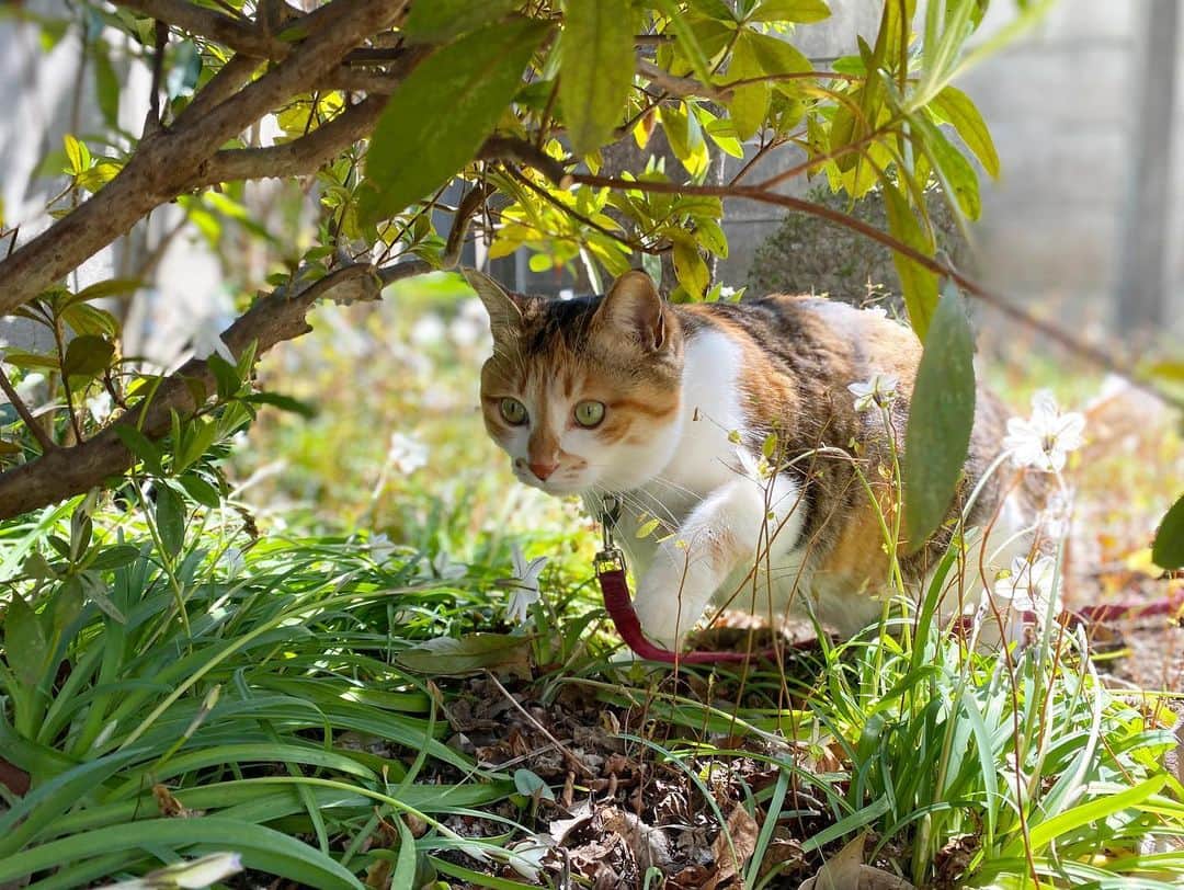 山田稔明さんのインスタグラム写真 - (山田稔明Instagram)「おはよ。今日からドクダミの匂いがしてきた。春分の日とはよく言ったね。 #ポチ実 #三毛猫」3月20日 10時33分 - toshiakiyamada