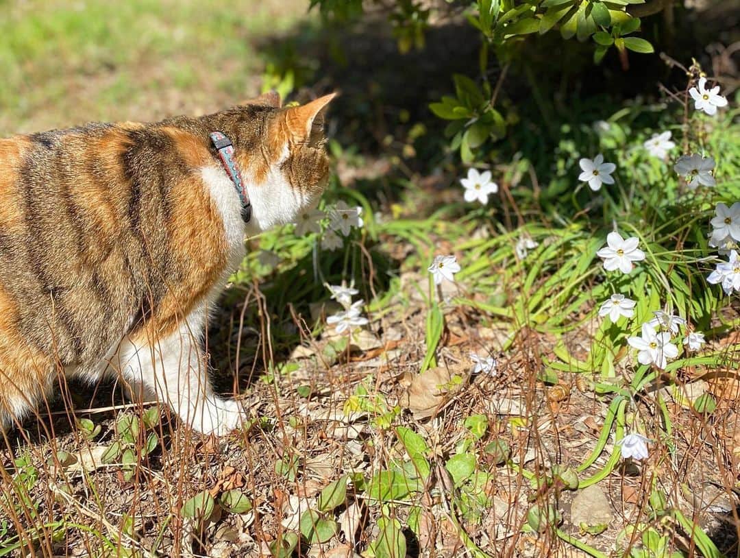 山田稔明さんのインスタグラム写真 - (山田稔明Instagram)「おはよ。今日からドクダミの匂いがしてきた。春分の日とはよく言ったね。 #ポチ実 #三毛猫」3月20日 10時33分 - toshiakiyamada