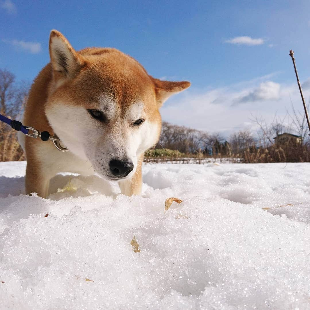 柴犬⭐️サスケのインスタグラム