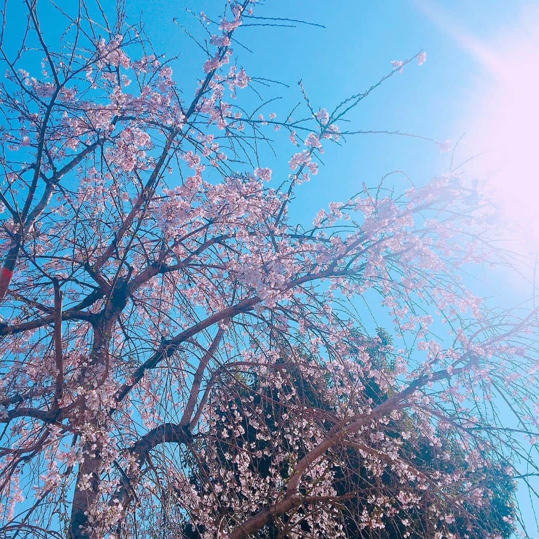 菜那くららさんのインスタグラム写真 - (菜那くららInstagram)「＊﻿ ﻿ 春の空✨﻿ ﻿ 青空に枝垂れ桜✨🌸﻿ 美しい。。。﻿ ﻿ 太陽の光が気持ちいいです☺️🍀﻿ ﻿ 春の訪れ🍀🌸🍀﻿ ﻿ #春 #桜 #枝垂れ桜 #しだれ桜 #青空 #🌸﻿ #Spring」3月20日 9時20分 - nana_kurara