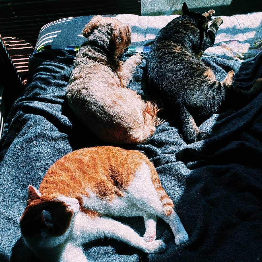 池田香織のインスタグラム：「☀️🐶🐱🐱」