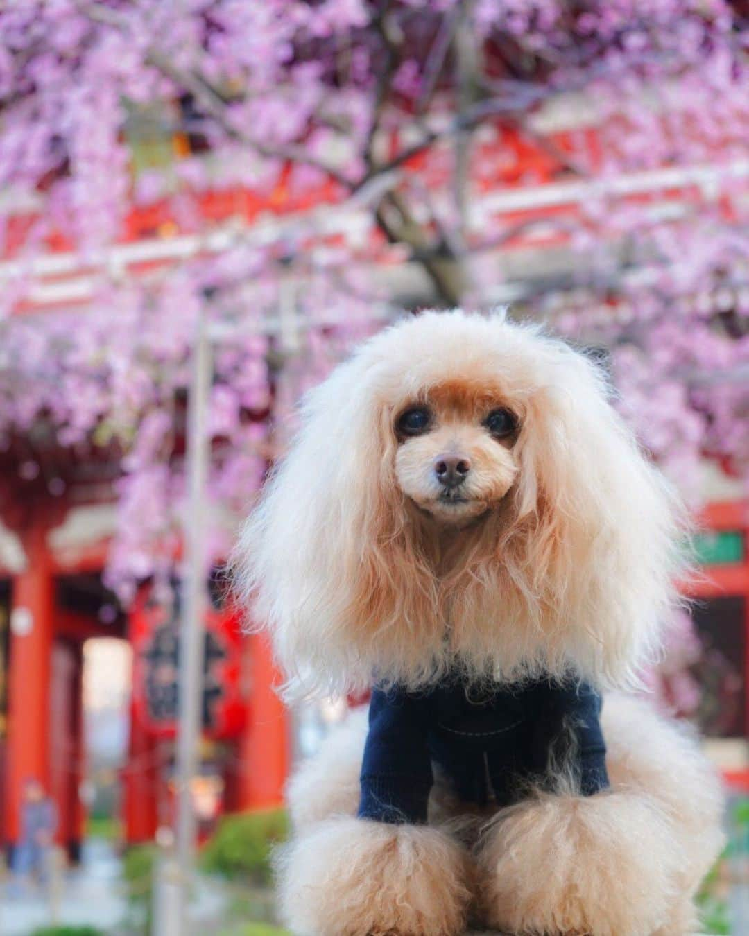 Toypoodle Mikuru?Asakusa Tokyoさんのインスタグラム写真 - (Toypoodle Mikuru?Asakusa TokyoInstagram)「20200320 Friday. Good morning! Friends 💕 三連休突入ですよ😆 あさんぽ終わって、ご飯食べて 二度寝しよう🤣 . 疲れが溜まってストレス溜まって 疲労困憊、、、😔 なーんていってらんなーい🤪 さぁー🤗 笑う角にはカムカムラッキー😆 妄想だけでも楽しくね〜🥰 . #もう満開なのか #三春の滝桜 #今年は花が小さい」3月20日 9時32分 - purapura299