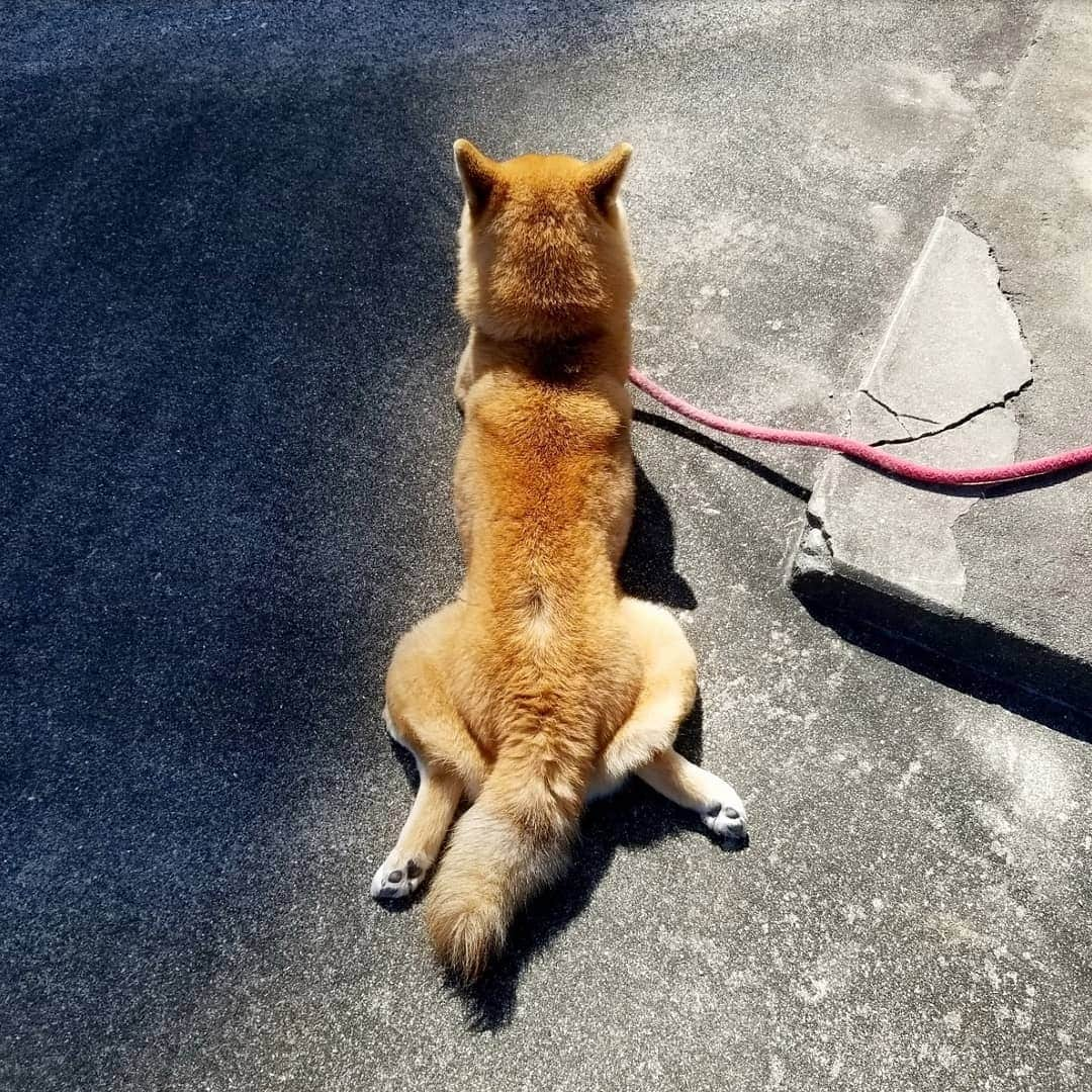 柴犬たま Shibainu Tamaのインスタグラム