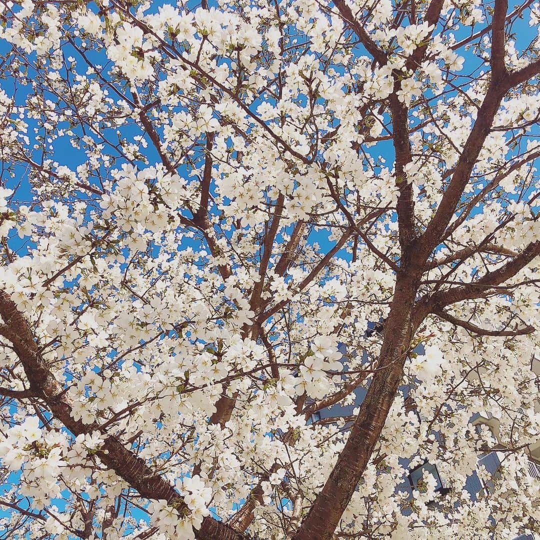 のインスタグラム：「. 🌸🌸🌸 . . 桜開花！！！ ものすごい早さで桜が😳 (これ桜だよね⁇笑) 最近よくお散歩をするんだけど お散歩中のおばあちゃんに たくさん話しかけられるの☺️ . お腹の赤ちゃんいつ生まれるの⁇ とか お腹の赤ちゃんにもこの小鳥のさえずり聞こえるかな〜⁇ とか もう春だね☺️とか 気を付けてねと💓 . 世の中暖かさで包まれてる♡ コロナで騒がれてるけど あたしの周りは とてもとても平和で 毎日が幸せです🌸 . . 春かぁ〜もうすぐだな👶🏻💭 もう重たくならないでねと 言いたくなるほどあたしは 足と腰が砕けそう😂 だけど健康に育っててくれて 心からありがとう♡ 大きくて重たいお腹も バッタバタ蹴られて痛いくらいの胎動も 全てが愛おしいぜ😘 . . #桜 #桜開花 #🌸 #cherryblossom #春 #spring #平和 #マタニティ #初マタ #プレママ #30w5d #お散歩 #instagood #instalike #followme」