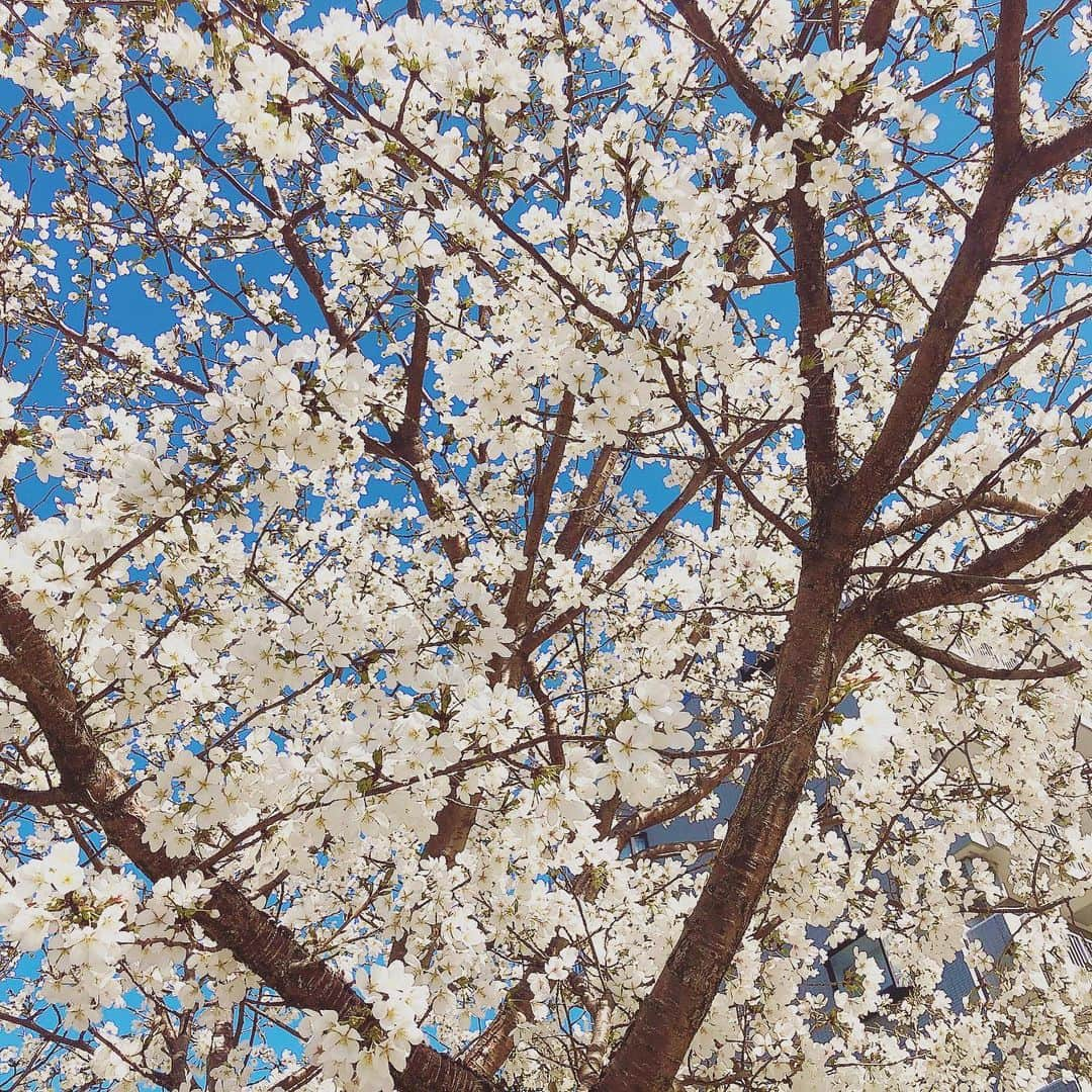 立花このみのインスタグラム：「. 🌸🌸🌸 . . 桜開花！！！ ものすごい早さで桜が😳 (これ桜だよね⁇笑) 最近よくお散歩をするんだけど お散歩中のおばあちゃんに たくさん話しかけられるの☺️ . お腹の赤ちゃんいつ生まれるの⁇ とか お腹の赤ちゃんにもこの小鳥のさえずり聞こえるかな〜⁇ とか もう春だね☺️とか 気を付けてねと💓 . 世の中暖かさで包まれてる♡ コロナで騒がれてるけど あたしの周りは とてもとても平和で 毎日が幸せです🌸 . . 春かぁ〜もうすぐだな👶🏻💭 もう重たくならないでねと 言いたくなるほどあたしは 足と腰が砕けそう😂 だけど健康に育っててくれて 心からありがとう♡ 大きくて重たいお腹も バッタバタ蹴られて痛いくらいの胎動も 全てが愛おしいぜ😘 . . #桜 #桜開花 #🌸 #cherryblossom #春 #spring #平和 #マタニティ #初マタ #プレママ #30w5d #お散歩 #instagood #instalike #followme」