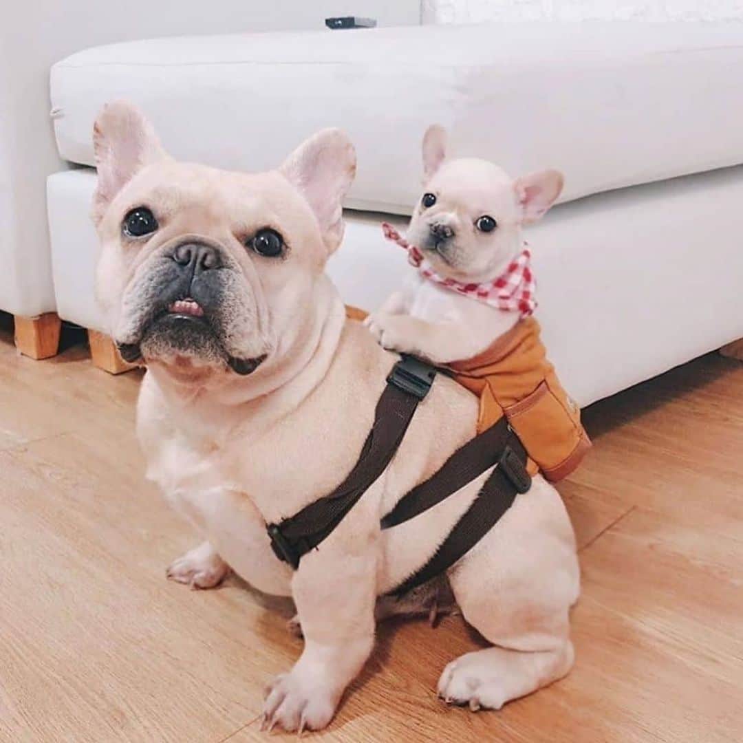 リンキーのインスタグラム：「Dat backpack doe 😍 —TAG DOG LOVERS——- #frenchie #frenchies #frenchiesofinstagram #instafrenchie #dog #dogs #instadogs #dogsofinstagram #dogstagram #dogs_of_instagram #lovedogs #pup #instapup @themonster_house」