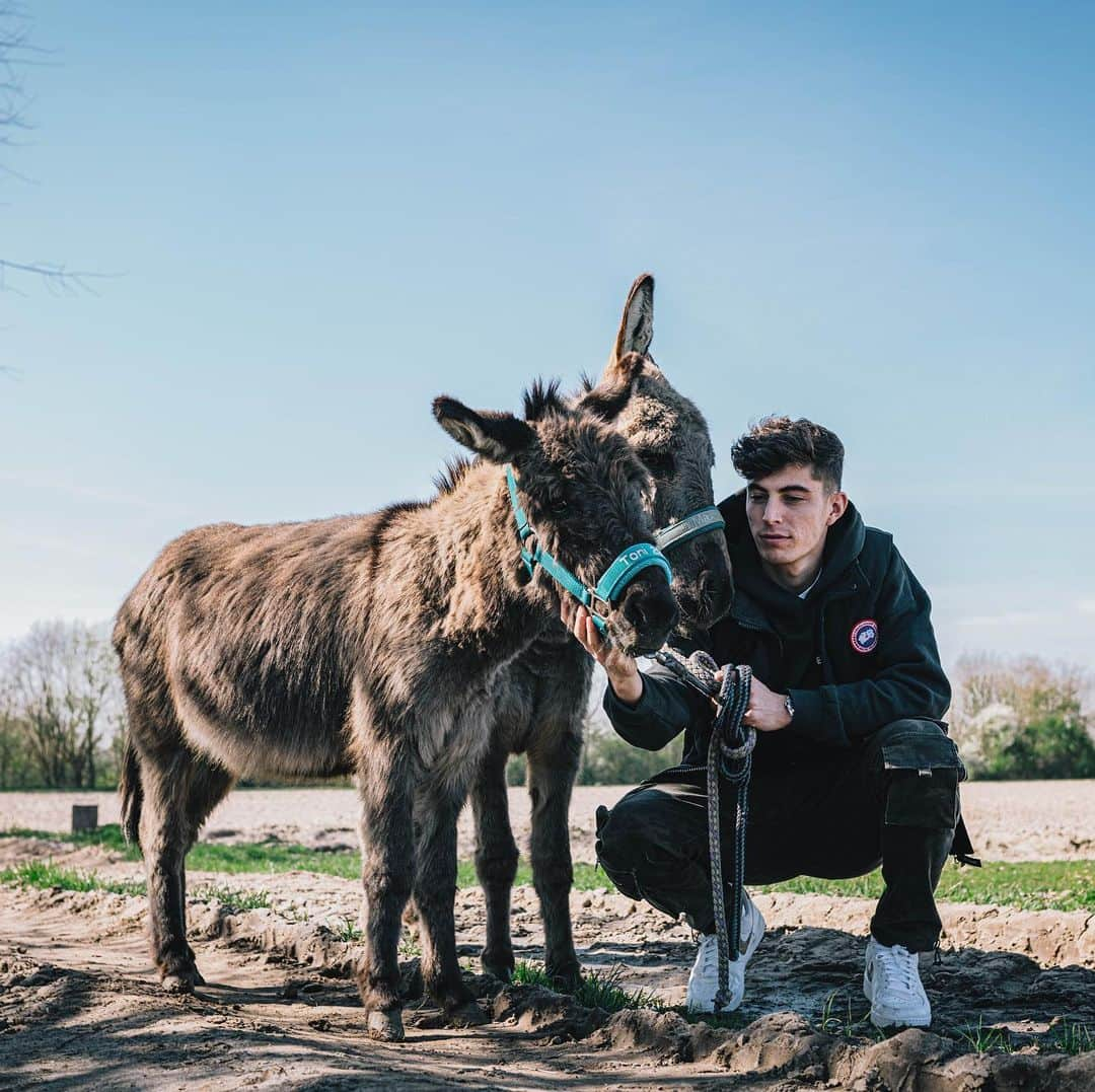 カイ・ハフェルツさんのインスタグラム写真 - (カイ・ハフェルツInstagram)「Spent time with the only boys I’m allowed to see right now 🥰」3月20日 2時29分 - kaihavertz29