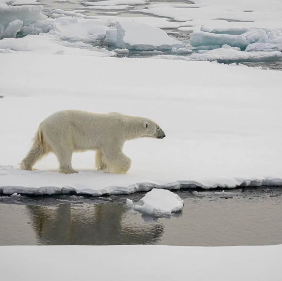 Polar Bearsのインスタグラム：「Stay healthy and stay safe in the midst of all this chaos! And WASH THOSE HANDS 🧼🖐🏻 Photo cred: @ragnar_art」