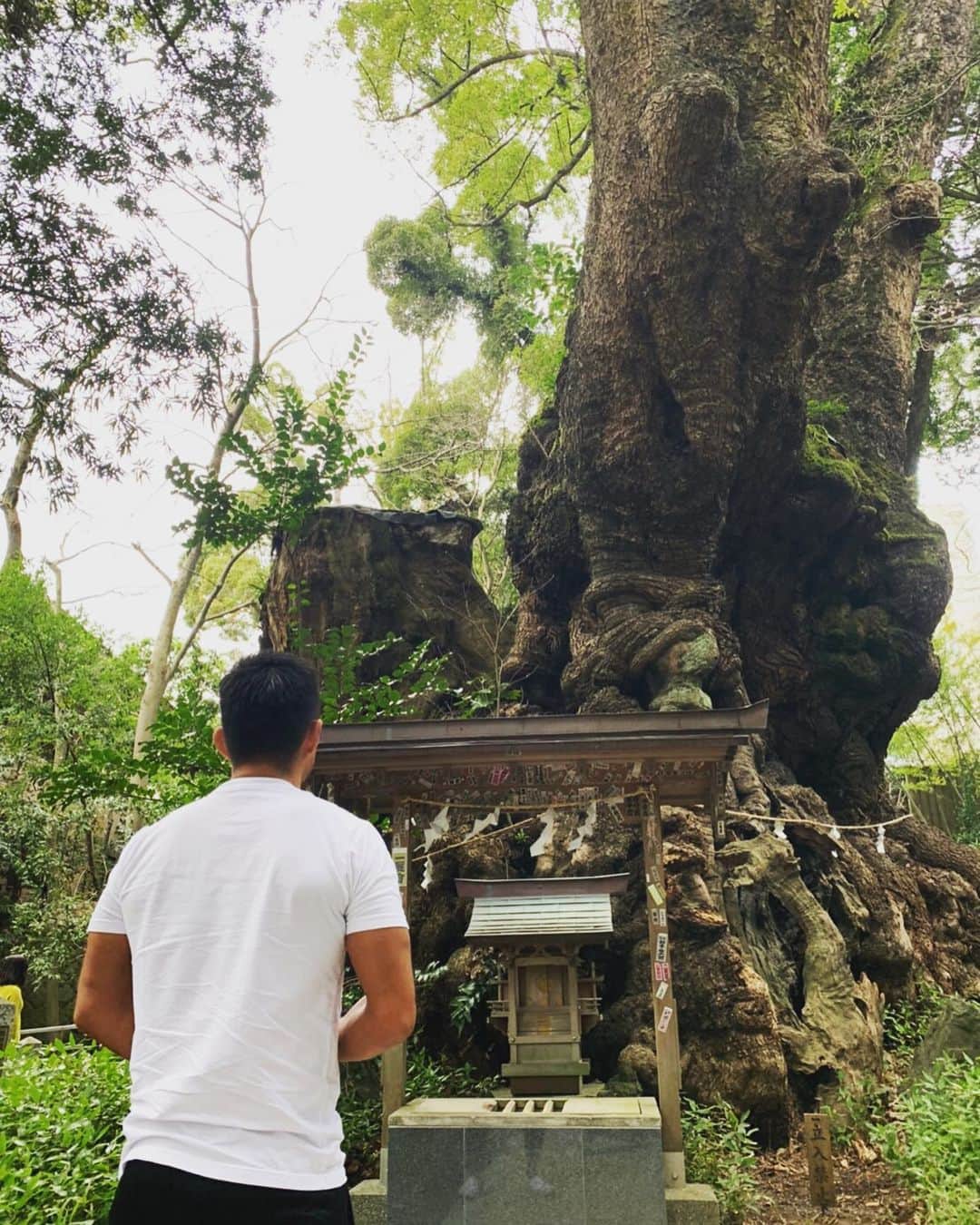 戸澤陽のインスタグラム：「パワースポット The tree is more than 2000 years old.」