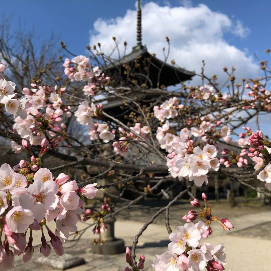 職人.comさんのインスタグラム写真 - (職人.comInstagram)「朝から京都を歩いております。見るところがたくさんある京都。本当に素晴らしい場所に住まわせていただいており感謝です。今日も職人.com三条ショールームはオープンしておりますのでぜひお越しくださいませ。 @shokunincom  #職人ドットコム #京都 #京都市 #手仕事 #暮らしの道具 #そうだ京都行こう #暮らしを楽しむ #京都旅行 #京都巡り #京都観光 #京都散策 #京都散歩 #モノづくり #ものづくり #工芸品 #民芸 #民藝 #民芸品 #手工芸 #豊かな食卓 #キッチングラム #手作りのある暮らし #器のある暮らし #焼物 #焼き物 #相国寺 #真如堂 #京都市京セラ美術館 #鴨川 #京都の桜」3月20日 10時45分 - shokunincom