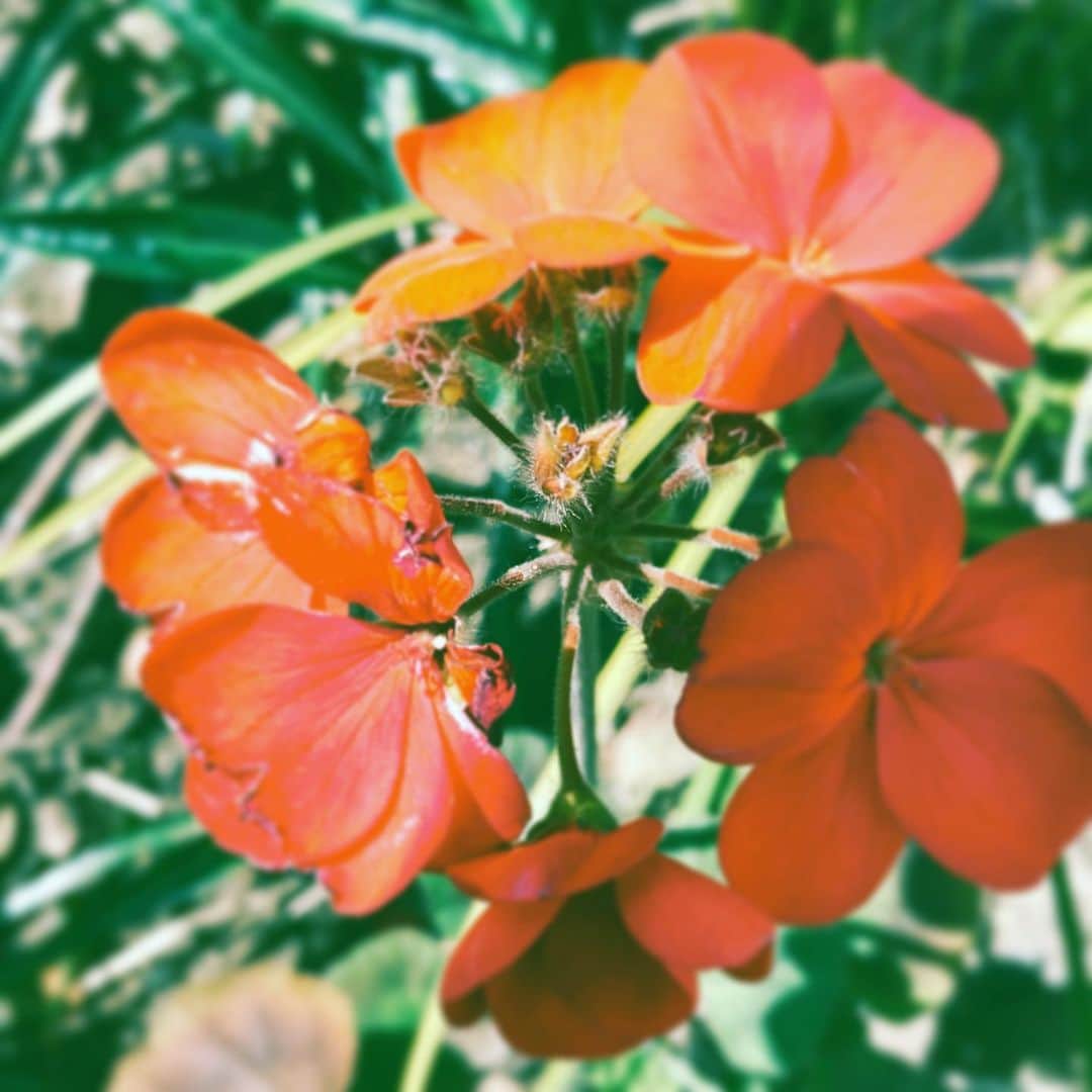 中野敬久さんのインスタグラム写真 - (中野敬久Instagram)「#flower #flowersoflife #red #sunny #hope」3月20日 6時35分 - hirohisanakano
