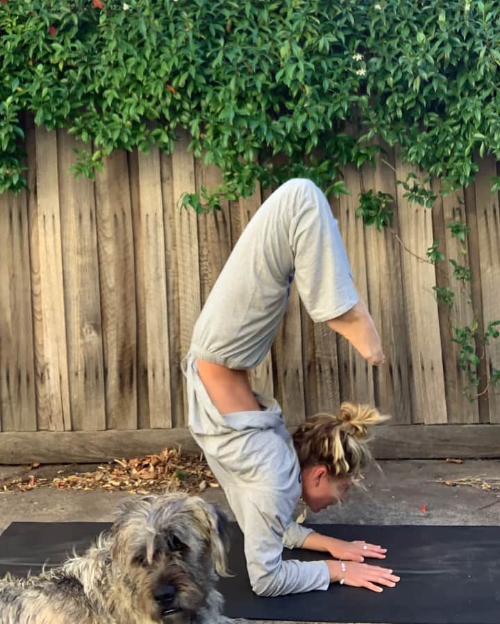 ニッキ・バン ダイクのインスタグラム：「Sending so much love, strength and patience to you all around the world right now from Tilly and I 💙🐶🧘🏼‍♀️」