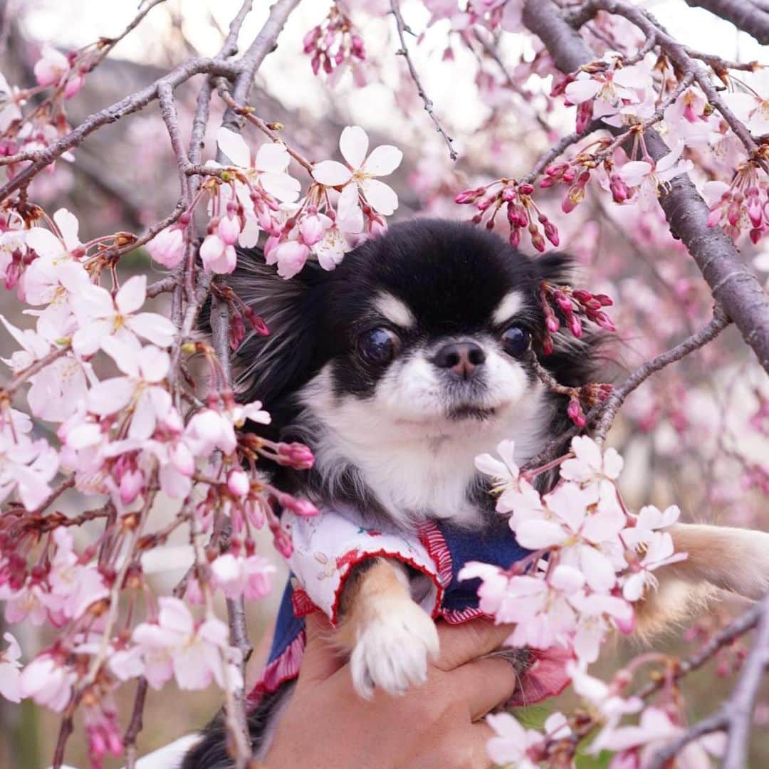 kayoのインスタグラム：「* * 最後の最後に見つけた枝垂れ桜🌸🌸🌸 * * キレかったなぁー☺️💕 * * Melon💗🌸 * * #枝垂れ桜 #桜 #sakura #加工ナシバージョンもステキ☺️ #ありがとう💗 * #chihuahua#chihuahualove#dogstgram#dog#instadog#チワワ#チワワ大好き * *」
