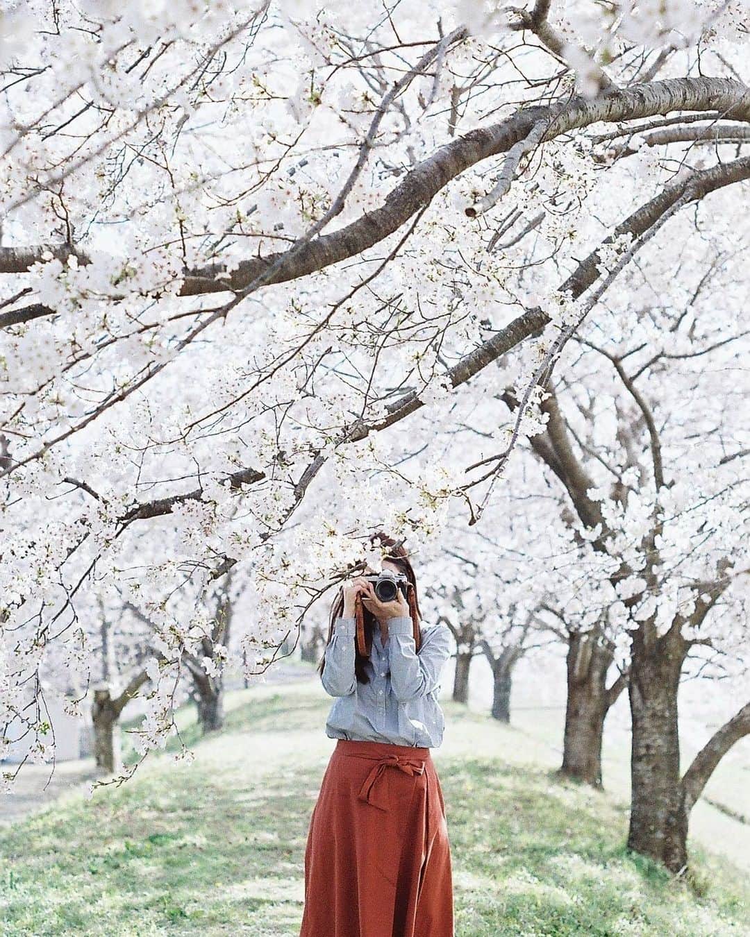 Masaさんのインスタグラム写真 - (MasaInstagram)「. . . 今年は早咲きの桜を全く撮れてないので、ソメイヨシノは撮りたいな🌸 . 撮影日 : 2019年4月13日 . #まさ35 #ヤマプリ #35mm #nikonfm2 #instagramjapan #igersjp #tokyocameraclub #film_com #impression_shots #art_of_japan_ #photogenic_jp #GPW_members_only #good_portraits_world #film_jp #film #フィルム #filmcamera #filmphotography #portrait #ポートレート #photogram_archive #todays_blue_collection #pof_ig #hibi_jp #桜 #Cherryblossom #滋賀 #Shiga」3月20日 8時27分 - masa_nikonist