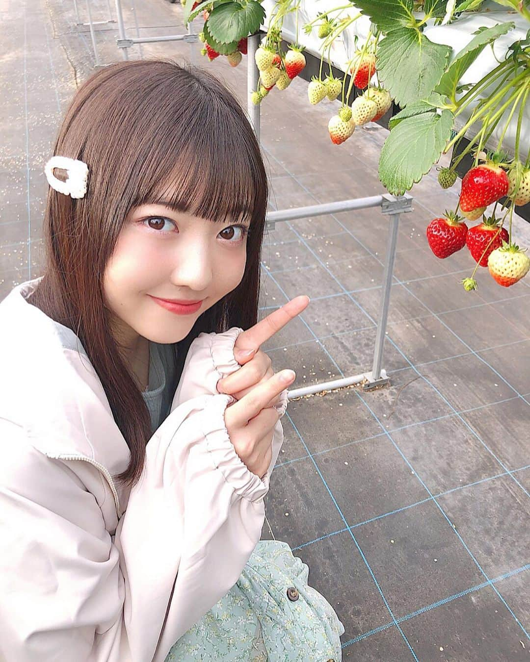 日下部愛菜さんのインスタグラム写真 - (日下部愛菜Instagram)「🍓 . . 明日発売の生写真📸 いちご狩りしてきたよ〜〜！ チェックよろしくね🐇❤︎ . . #いちご #いちご狩り」3月20日 19時12分 - aina_kusakabe