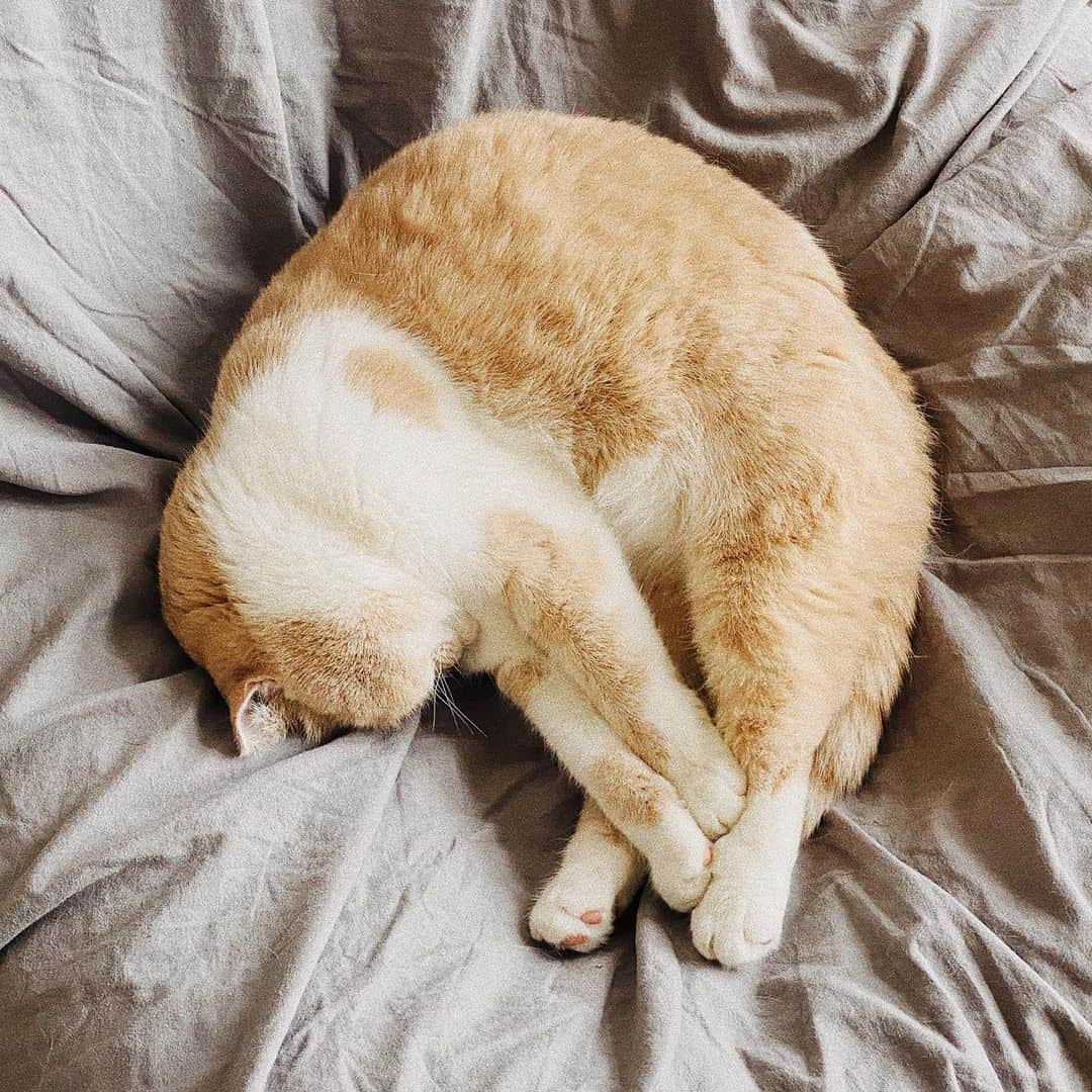 Lyloutteのインスタグラム：「~ 😽 Je crois qu'il le vit bien le confinement lui... { #scottishfold」