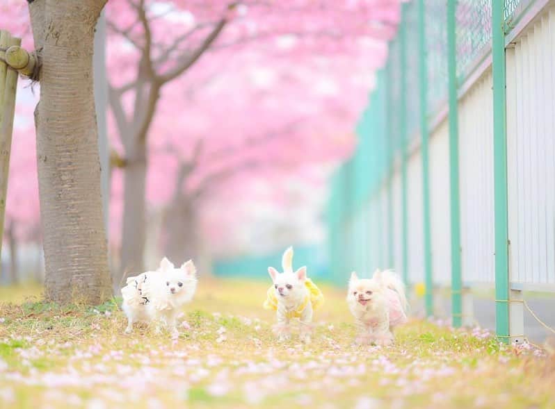 pomeloさんのインスタグラム写真 - (pomeloInstagram)「@ichigo0925 has three special and lovely family members, chocolat, vanilla and ichigo. They are three cute puppies. 🌸✨ .  Drop a ❤️ or double tap if you love pets!  Tap "Yes" if you have pets. 💕💕 .  #pomelocam #pomeloapp  #pomelocamera #instapet#petstagram#petsgram#mypet#lovemypet#ilovemypet#petoftheday#pets_of_instagram#cutepets#instadog」3月20日 19時19分 - pomelocam