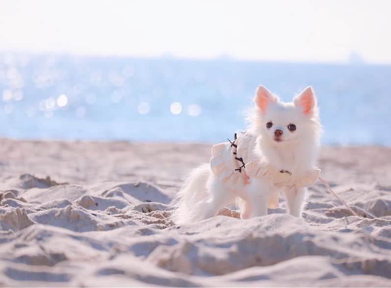 pomeloのインスタグラム：「@ichigo0925 has three special and lovely family members, chocolat, vanilla and ichigo. They are three cute puppies. 🌸✨ .  Drop a ❤️ or double tap if you love pets!  Tap "Yes" if you have pets. 💕💕 .  #pomelocam #pomeloapp  #pomelocamera #instapet#petstagram#petsgram#mypet#lovemypet#ilovemypet#petoftheday#pets_of_instagram#cutepets#instadog」