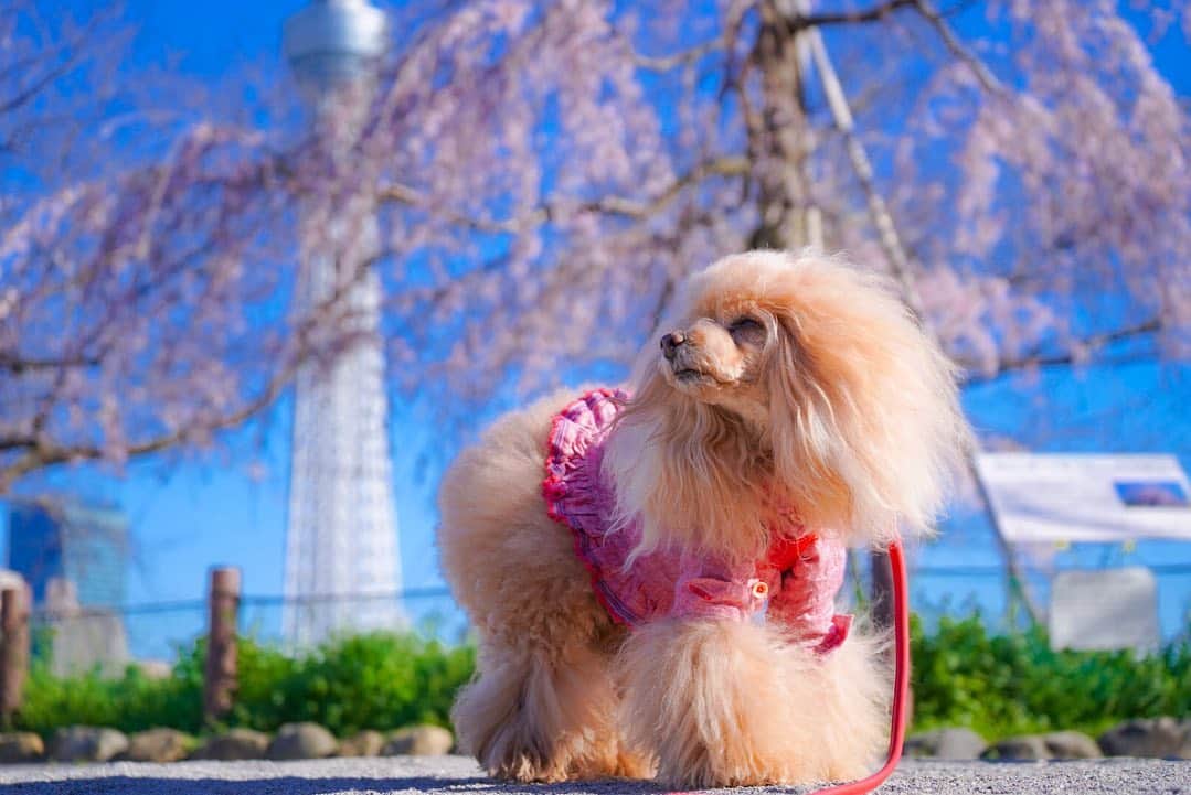 Toypoodle Mikuru?Asakusa Tokyoのインスタグラム：「20200320 Friday. 1日惰眠のつもりでしたが、 お天気良かってので、近所の桜🌸撮影 お花見してる人もチラホラ... . . . . 10分ほど撮影してすぐ帰宅 Amazonプライムで  おっさんずラブ -in the sky- 見てました😆 . #恋はつづくよどこまでも ロケ地 #tokyoskytree #枝垂れ桜」