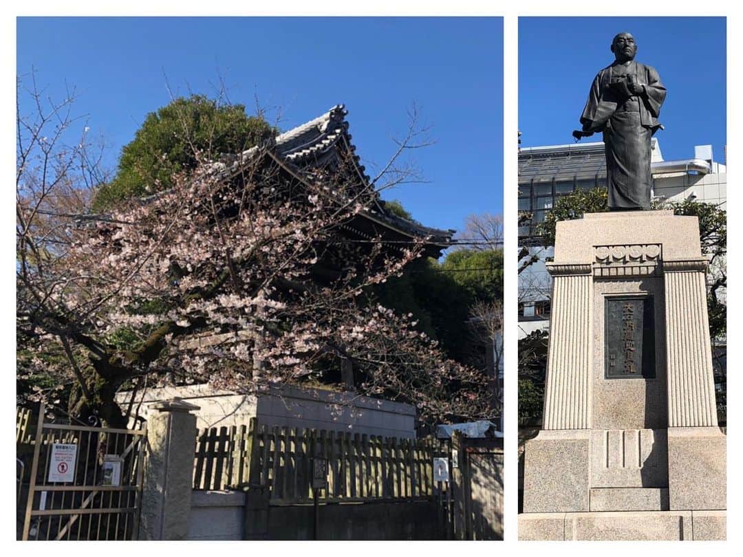 飯森範親のインスタグラム：「ジョギング帰りに泉岳寺でお詣り… 桜がだいぶ咲いて来てますね…」