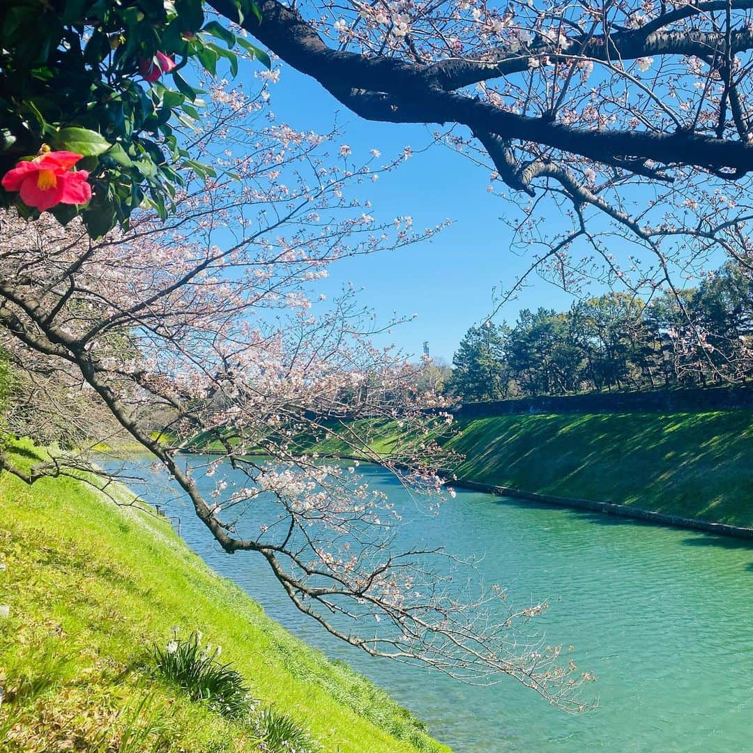 Hiroe Hiranoさんのインスタグラム写真 - (Hiroe HiranoInstagram)「Spring is here 🌸🌸🌸 . #japan #tokyo #桜　#cherryblossom #日本　#🇯🇵 #beautifuljapan #美しい国と人　#春分の日　#がんばろう日本」3月20日 11時03分 - hiroe_hirano