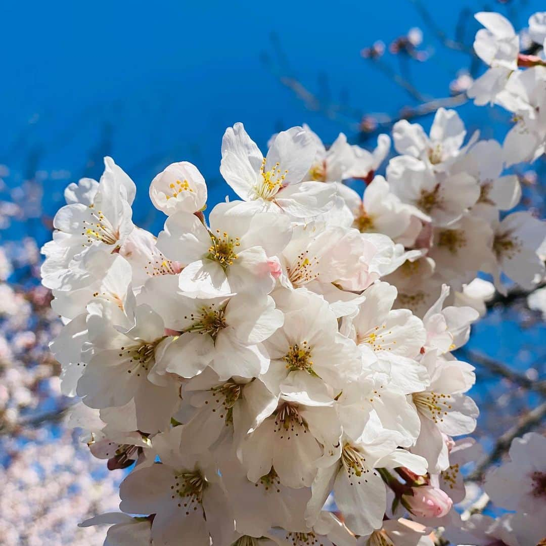 Hiroe Hiranoさんのインスタグラム写真 - (Hiroe HiranoInstagram)「Spring is here 🌸🌸🌸 . #japan #tokyo #桜　#cherryblossom #日本　#🇯🇵 #beautifuljapan #美しい国と人　#春分の日　#がんばろう日本」3月20日 11時03分 - hiroe_hirano