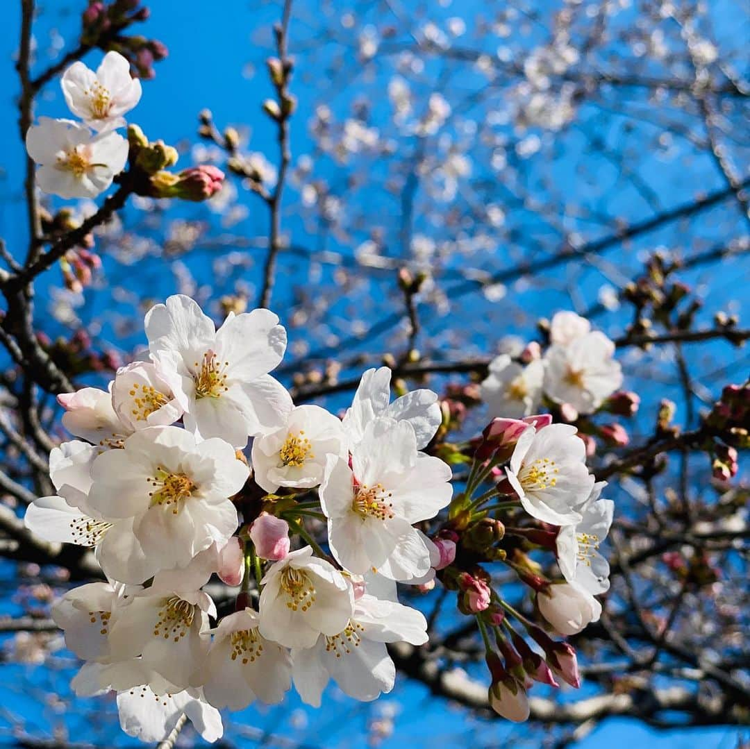 Hiroe Hiranoさんのインスタグラム写真 - (Hiroe HiranoInstagram)「Spring is here 🌸🌸🌸 . #japan #tokyo #桜　#cherryblossom #日本　#🇯🇵 #beautifuljapan #美しい国と人　#春分の日　#がんばろう日本」3月20日 11時03分 - hiroe_hirano