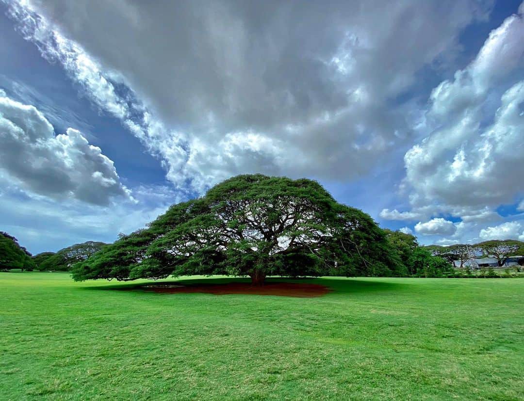若林愛さんのインスタグラム写真 - (若林愛Instagram)「日立のCMでお馴染み、この〜木なんの木気になる木〜♫も見てきました♫ モアナルア・ガーデンにあるモンキーポッドの大樹🌳✨ 本当に生命力に溢れていてなんだか空気も澄んでいて、ずっと小鳥がさえずっていて素敵空間でした✨ . #hawaii #hawaiitrip #hawaiistagram #monkeypod #tree #CM #moanaluagardens #oahu #モンキーポッド #モアナルアガーデン #この木なんの木 #ハワイ #この木なんの木気になる木 #オアフ島 #海外旅行 #旅行 #trip #tripgram #木洩れ陽 #若林愛」3月20日 11時09分 - megumi.cl