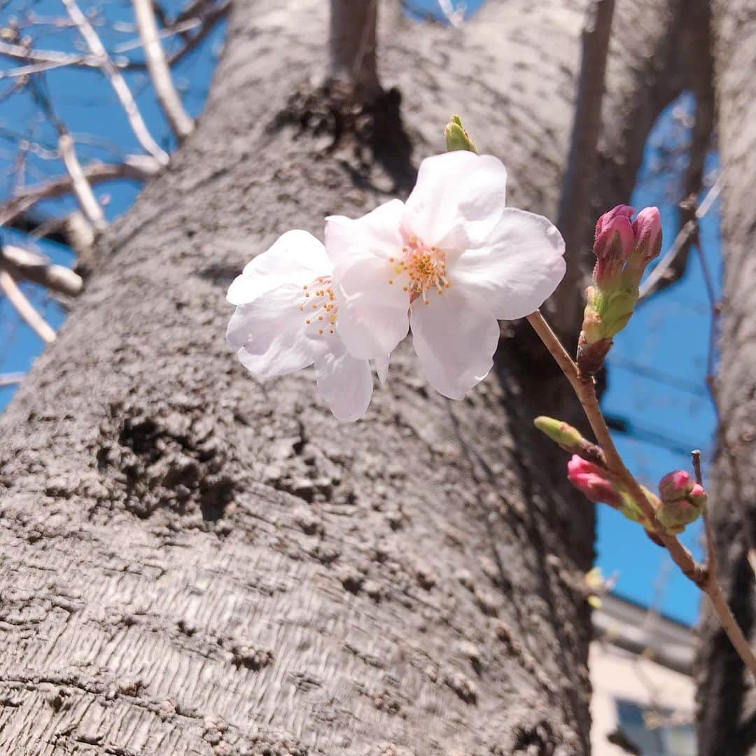 益子直美さんのインスタグラム写真 - (益子直美Instagram)「我が家の桜、咲き始めましたが、開花宣言はまだです！ まだ4輪！ (基準は靖国神社の標準木が5.6輪) 去年の投稿を見ると、4月4日が満開でした！ この連休は湘南風が強そうだし、、、ゆっくり開花して欲しいな。  バラか一輪咲き始めました！ 蕾もたくさんついています。 植えた覚えのない紫の花、、、 植物の生命力にパワーをもらっています。  #桜  #湘南  #バラ  #庭の花  #ガーデニング  #gardening  #rose」3月20日 11時25分 - naomi.masuko