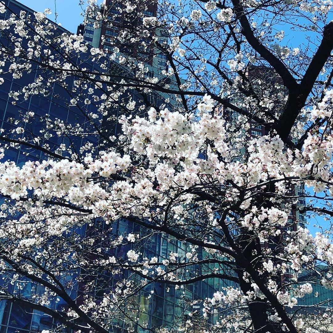 今村涼子さんのインスタグラム写真 - (今村涼子Instagram)「#毛利庭園 ソメイヨシノけっこう咲いてきた！ #2020桜」3月20日 11時44分 - ryoko.imamu