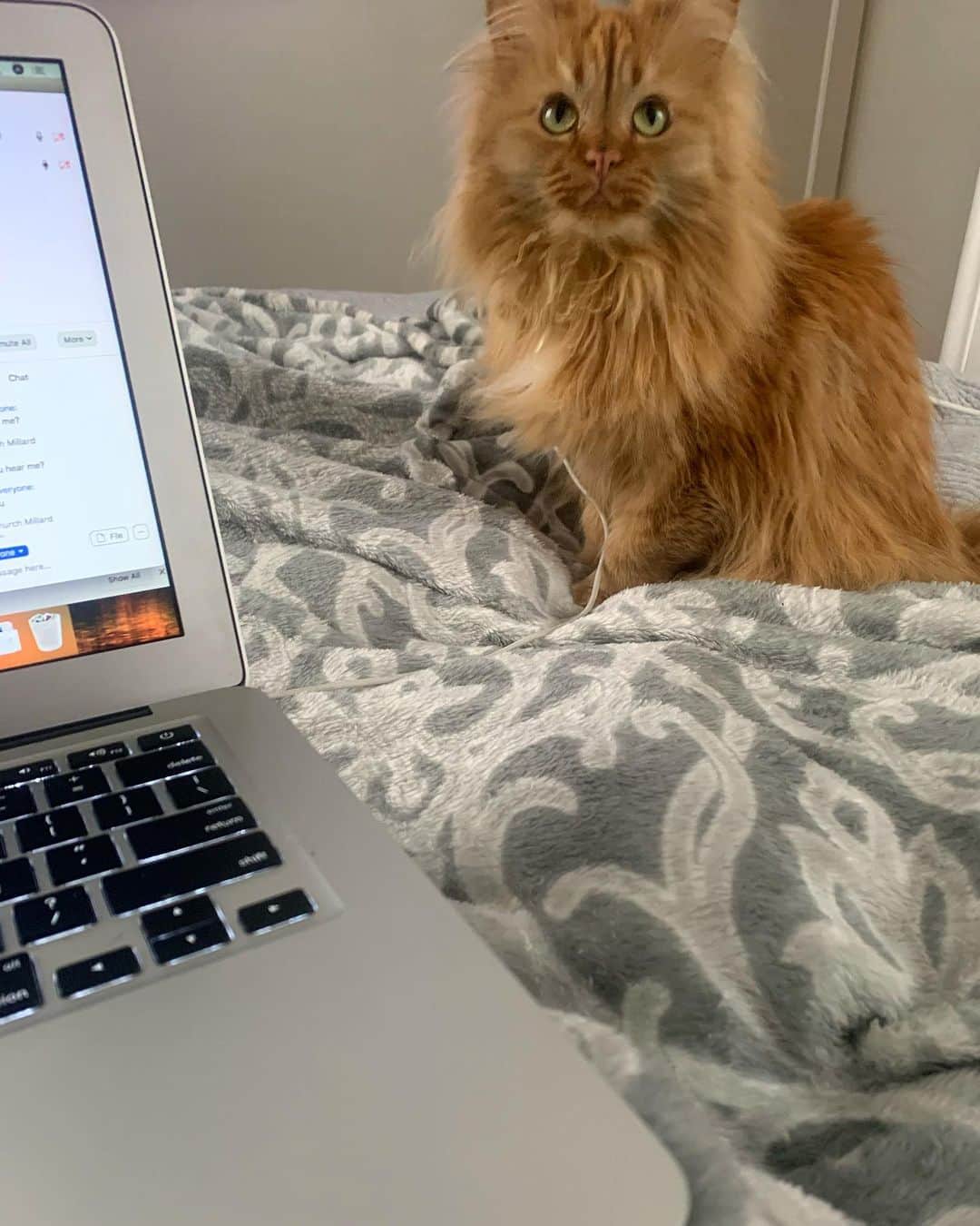 Coen, Ava, Reyのインスタグラム：「“Have you told Karen she’s on mute? Tell Linda she’s still sharing her screen, how embarrassing.” #socialdistancing #ihaventhadmycoffeeyet #telljudytosendthezoomlink #givemeaminutewhileieatmyleancuisine」
