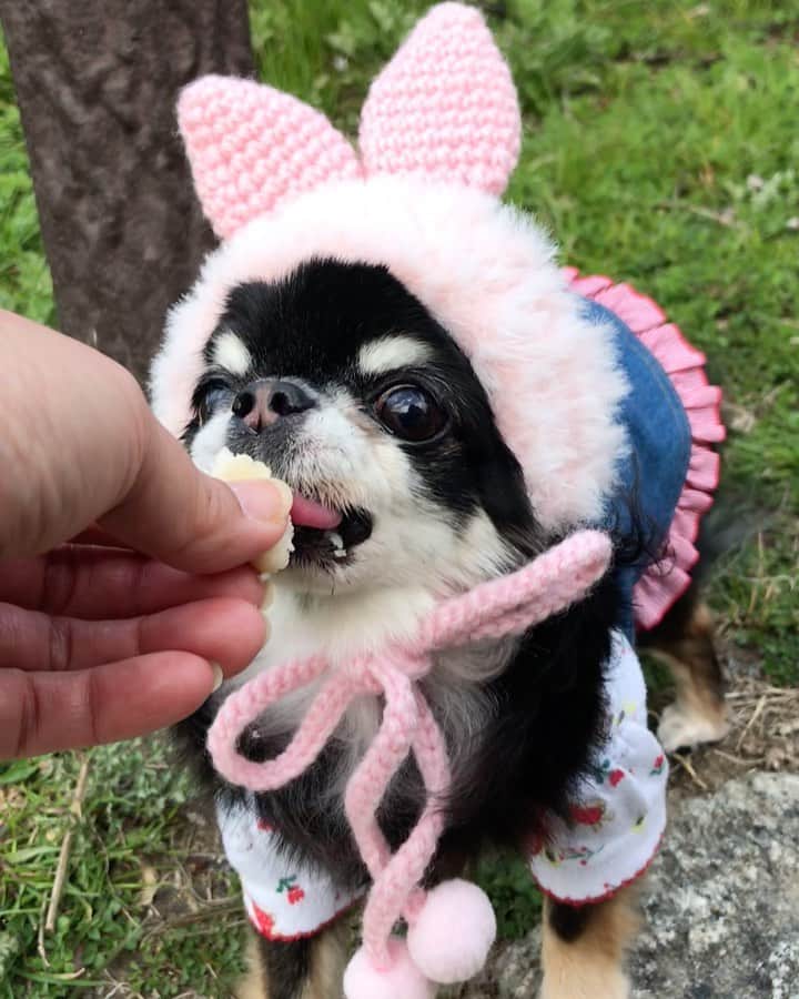 kayoのインスタグラム：「* * 大好きなパンもらったのー😍🥐🥖💕💕💕 * * Melon💗🥖 * * #パン #ワンコ用パン #chihuahua#chihuahualove#dogstgram#dog#instadog#チワワ#チワワ大好き * *」